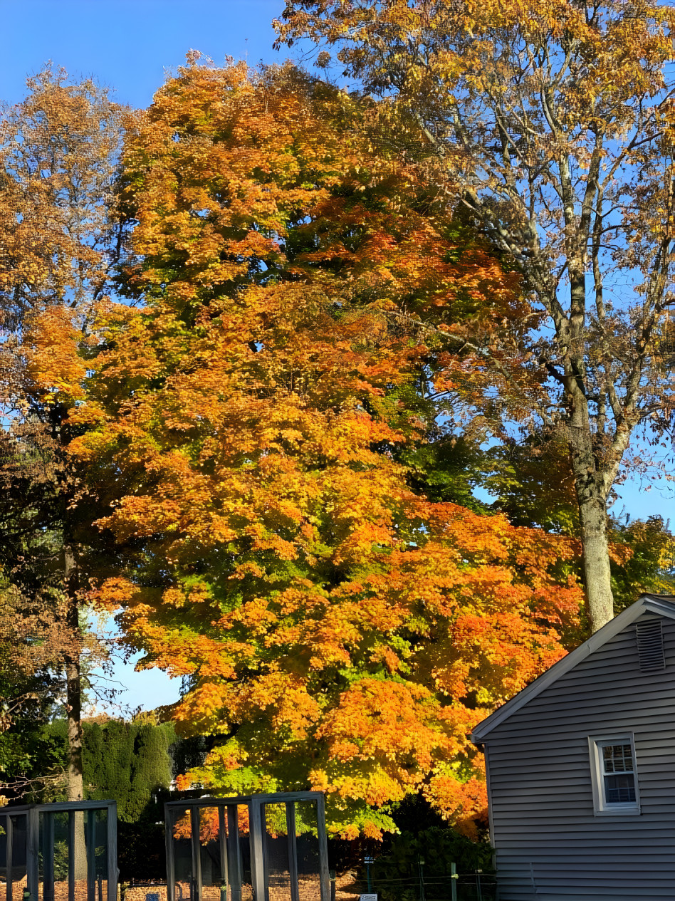 Backyard Maple Tree