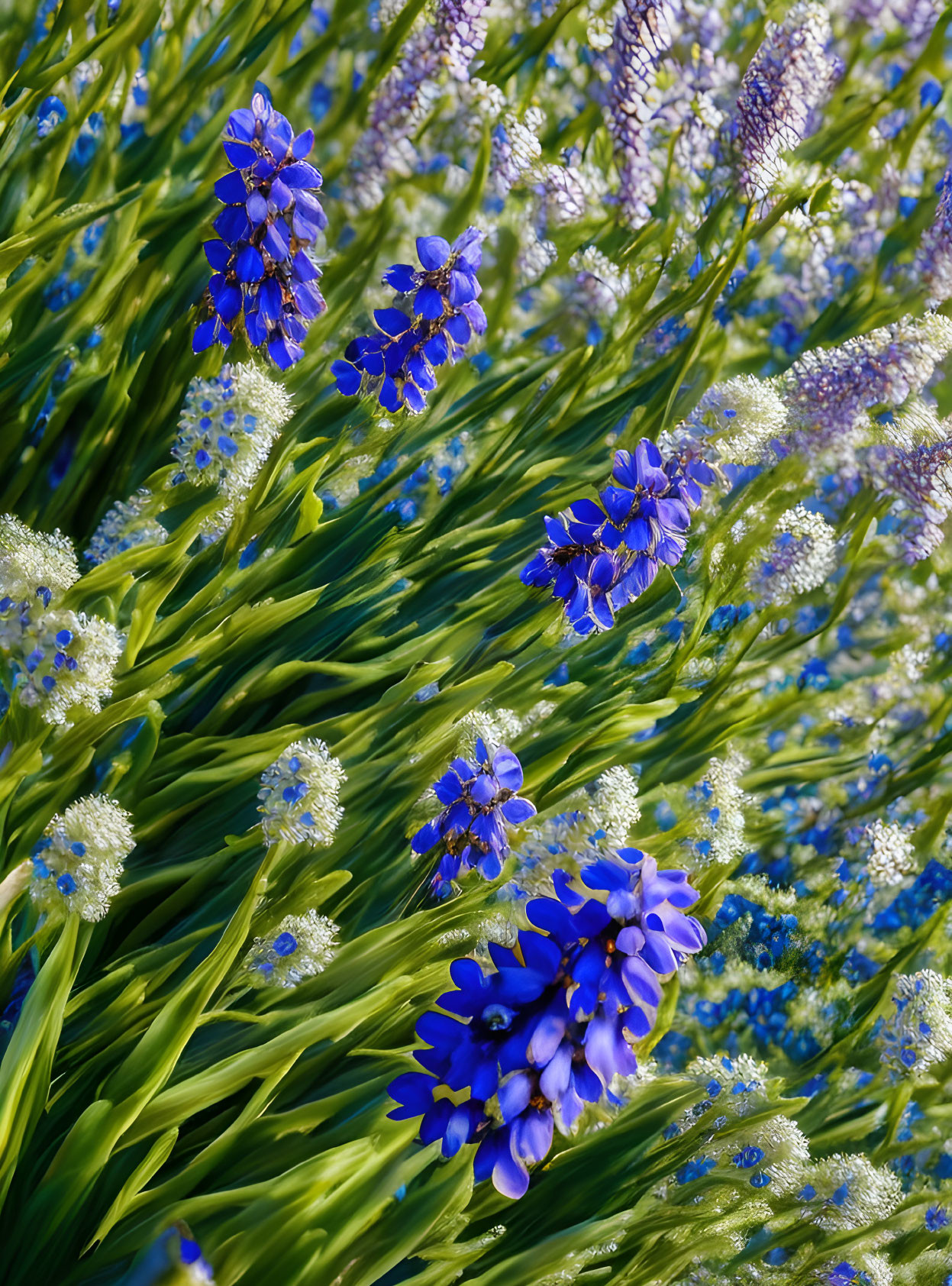 Colorful Blue and Purple Flowers in Sunlight with Detailed Petals