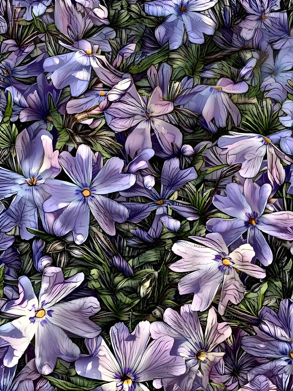 Phlox