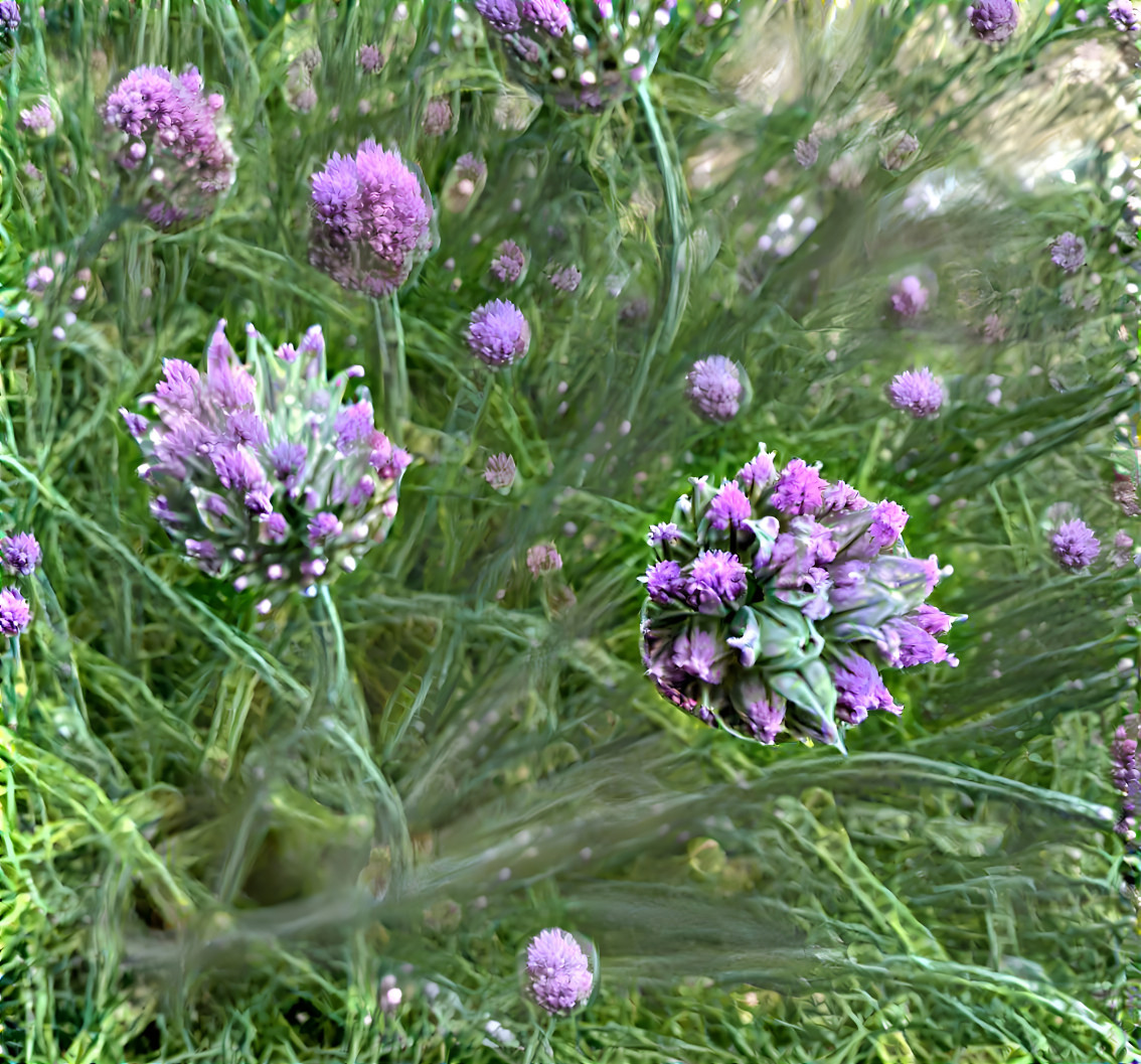 Chive Flowers