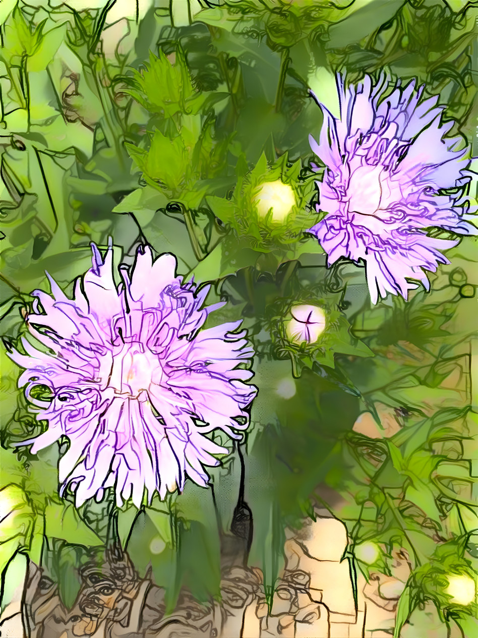 Blue Cornflowers