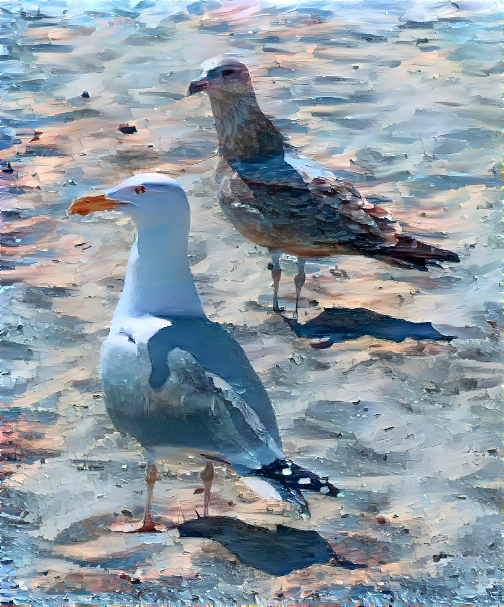 Gulls on a sunny afternoon