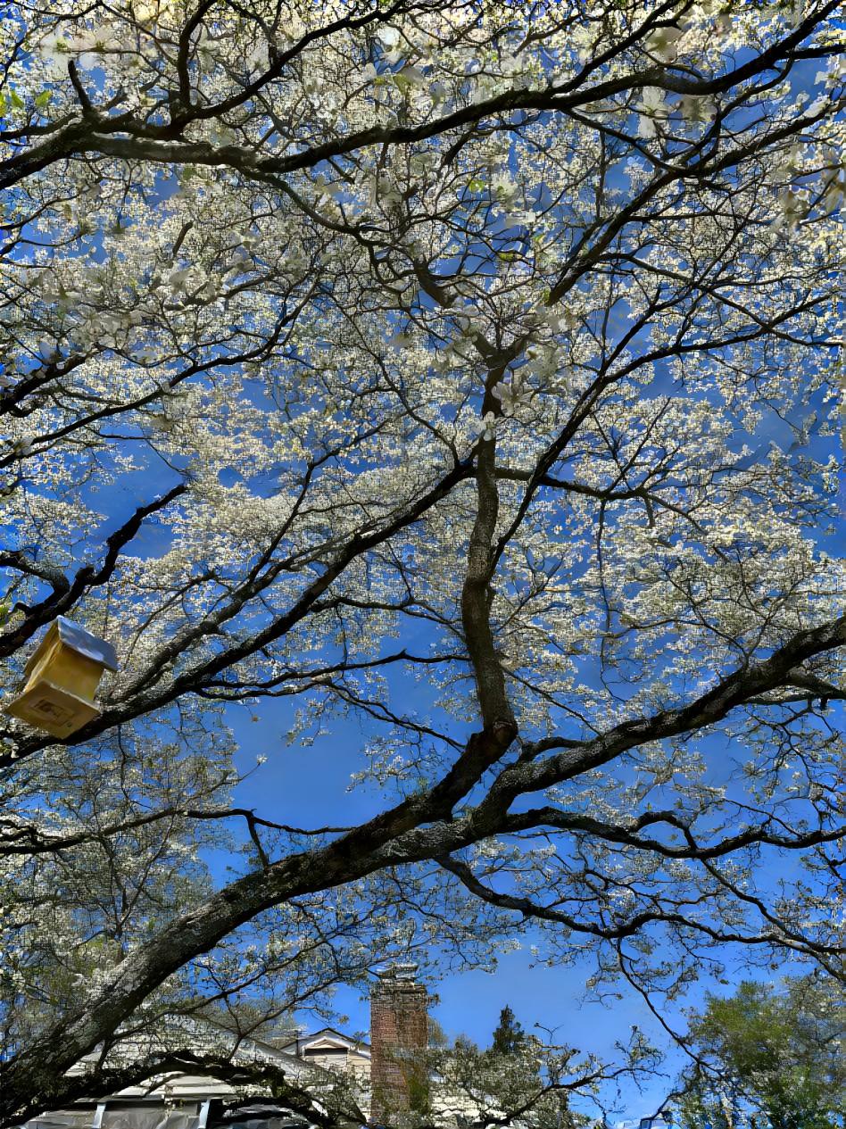 Dogwood Tree