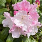 Detailed digital painting of vibrant pink rhododendron blossoms and lush green leaves.