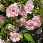 Detailed Floral Pattern with Pink Roses on Dark Background