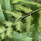 Illustrated Green Fern Leaves on Shaded Background