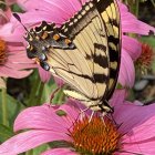 Colorful Butterfly Resting on Pink Coneflower with Orange Center