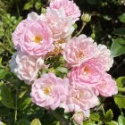 Delicate pink and white roses in sunlight among green leaves