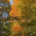 Vibrant autumn scene with orange and yellow leaves, winding path, and soft sunlight in misty