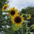 Colorful sunflowers painting with textured brushstrokes on blue background