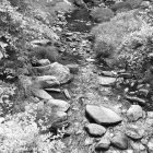 Serene forest stream illustration with snow-covered trees