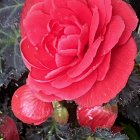 Detailed Close-Up of Vibrant Red Dahlia and Green Foliage