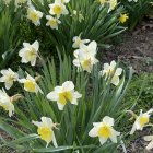 Colorful daffodil cluster with green foliage on textured background