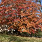 Colorful autumn landscape with large tree and forest backdrop