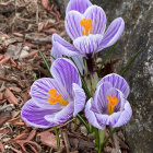 Colorful Watercolor Painting of Purple Crocus Flowers and Yellow Stamens