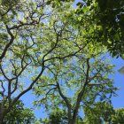 Colorful Stylized Tree Illustration with Leaf Patterns on Blue Sky