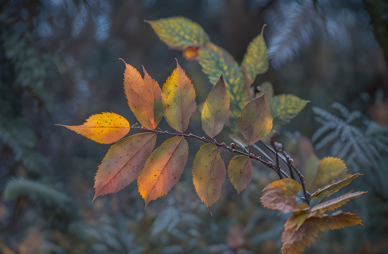 Branch with Colorful Autumn Leaves on Blurred Background