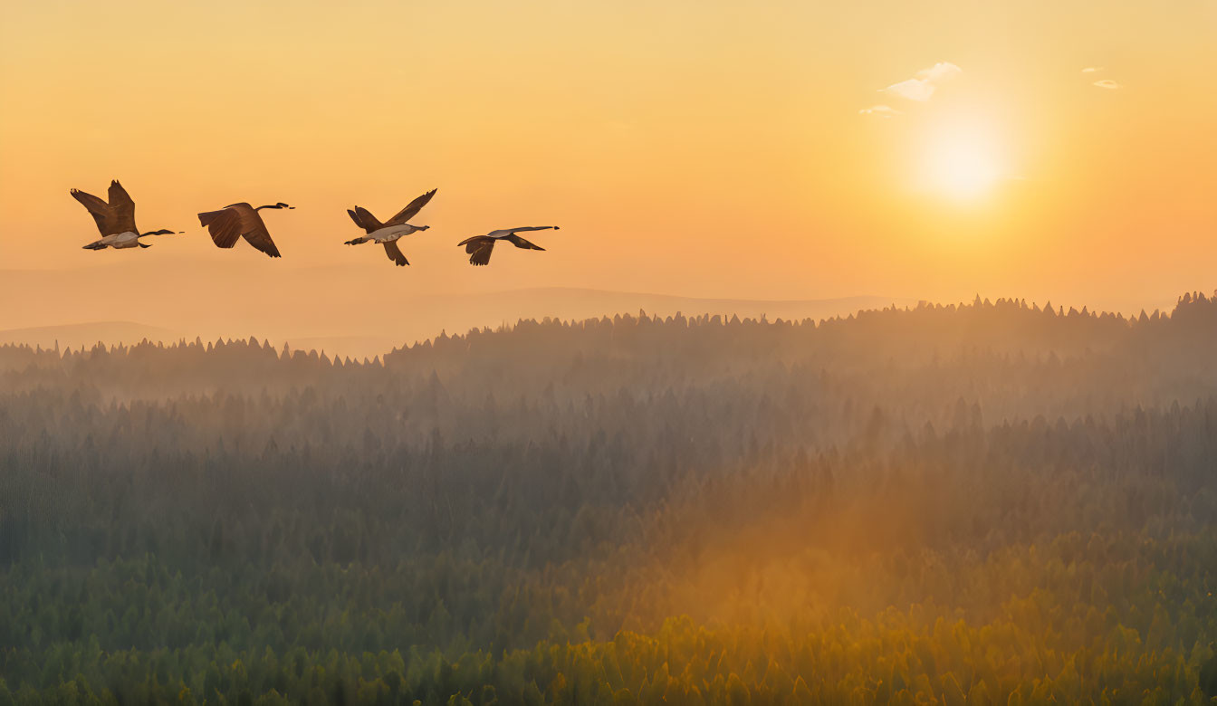 Four birds flying over forest at sunrise with warm golden glow.