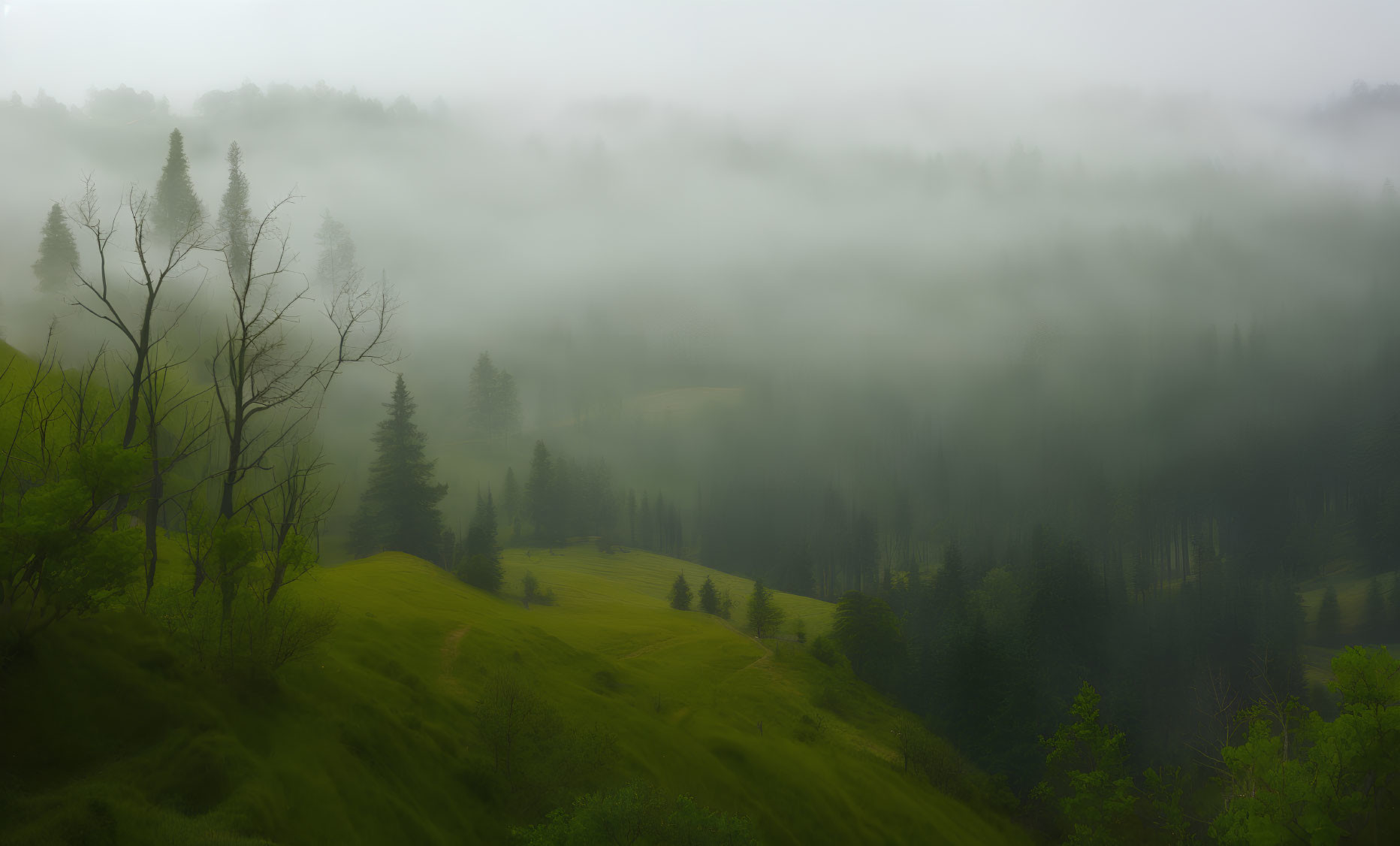 Misty green landscape with rolling hills and fog-blanketed forest