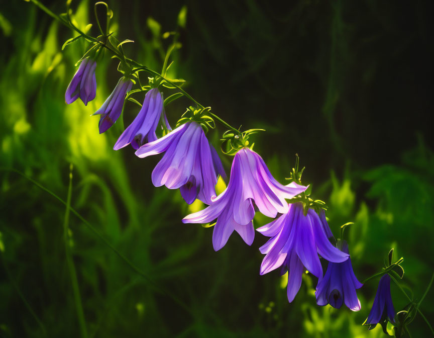 Bright Purple Bell-Shaped Flowers in Sunlight on Green Background