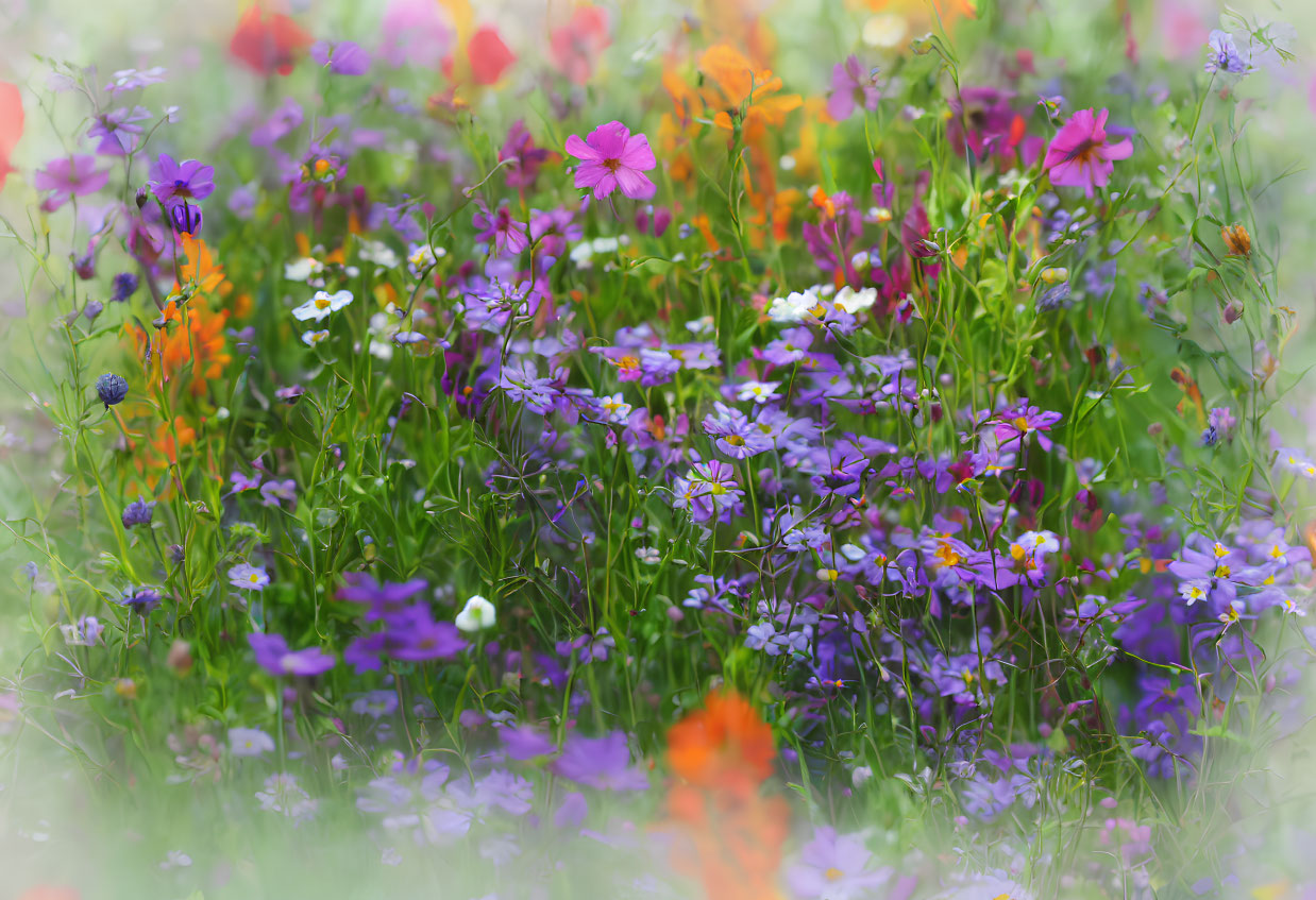 Multicolored Wildflowers in Soft Focus Landscape