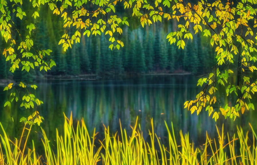 Tranquil forest lake with lush green leaves and vibrant reflection