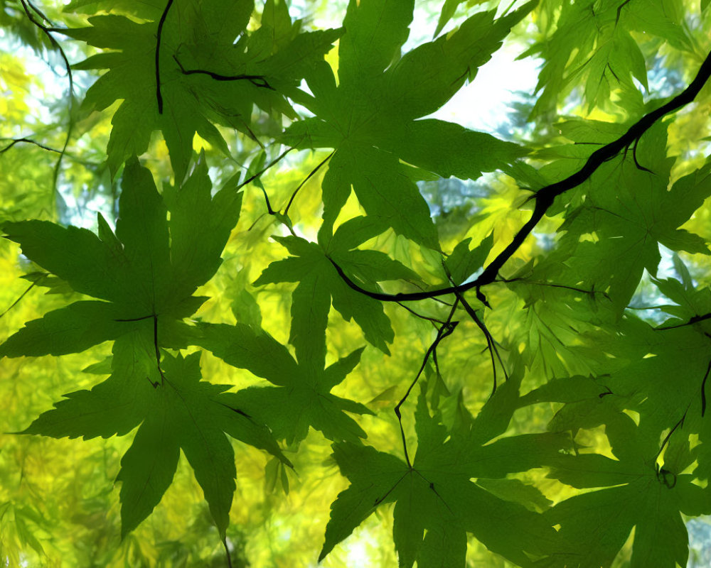 Green leaves and branches on blurred forest background with sunlight.