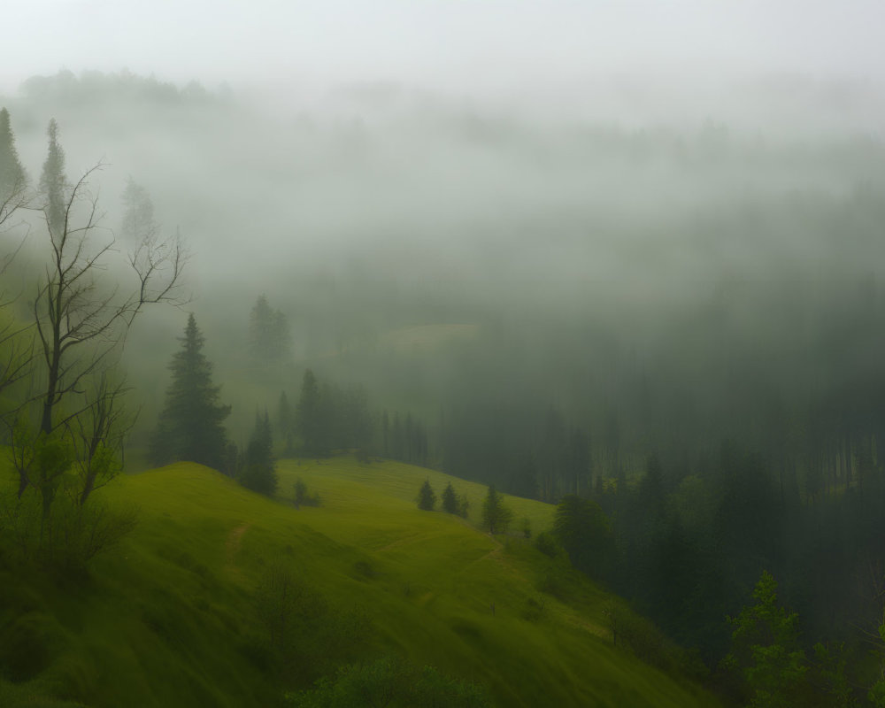 Misty green landscape with rolling hills and fog-blanketed forest