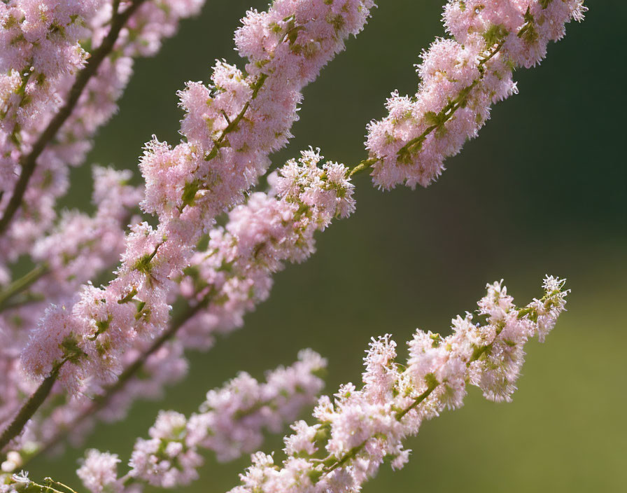 Pink Cherry Blossoms in Full Bloom with Soft Green Background