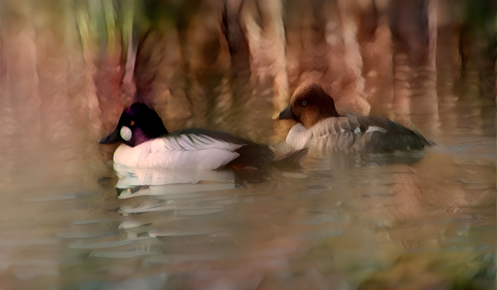 Pair of Common Goldeneye ducks - soft style