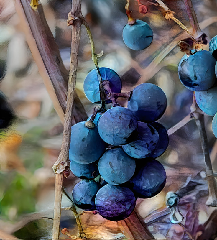 Blue Grapes