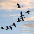 Geese flying in V-formation over pastel sky at dusk or dawn