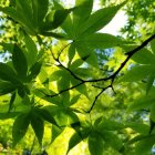 Green leaves and branches on blurred forest background with sunlight.