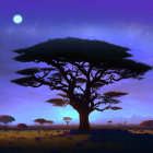 Twilight scene with giraffes and acacia trees in violet sky