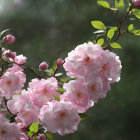 Delicate Pink Camellias with Yellow Stamens on Green Leaves