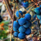 Blue grapes bunch with green leaves on vine against warm brown backdrop