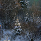 Snow-covered forest with glowing lanterns and Christmas tree