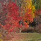 Tranquil Autumn Forest with Red and Yellow Foliage