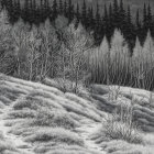 Snow-covered night landscape with frosted trees and celestial light