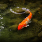 Golden koi fish swimming in intricate design on dark background