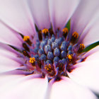 Vibrant pink and white flower with blue and purple center