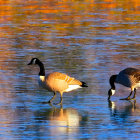 Autumn geese wading in water at golden hour