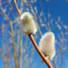 White pussy willow catkins bloom under clear blue sky in spring