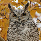 Detailed Owl Illustration with Striking Yellow Eyes and Brown Feathers