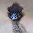 Dark-headed emu with piercing orange eyes in soft-focused shot