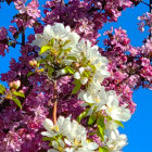 Vibrant Pink and White Roses in Vertical Array Against Blue Sky