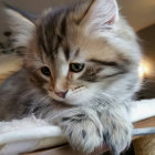 Fluffy Cat with Striking Eyes Resting in Cozy Setting