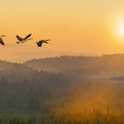 Four birds flying over forest at sunrise with warm golden glow.