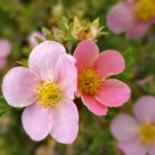 Vibrant spring scene with soft pink blossoms and yellow stamens