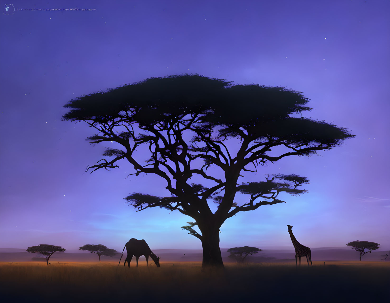 Twilight scene with giraffes and acacia trees in violet sky